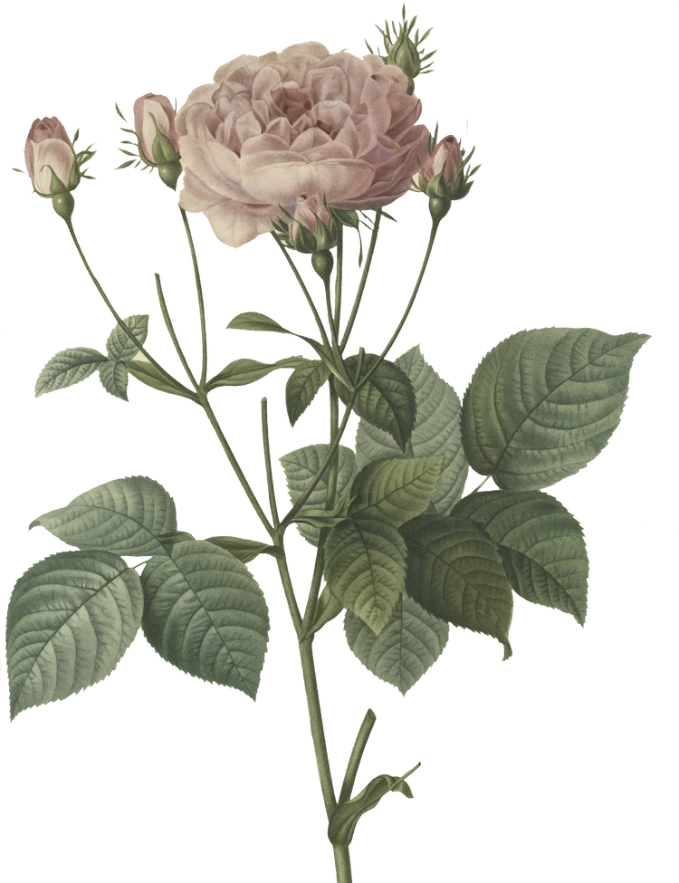 Rose Flower Illustration